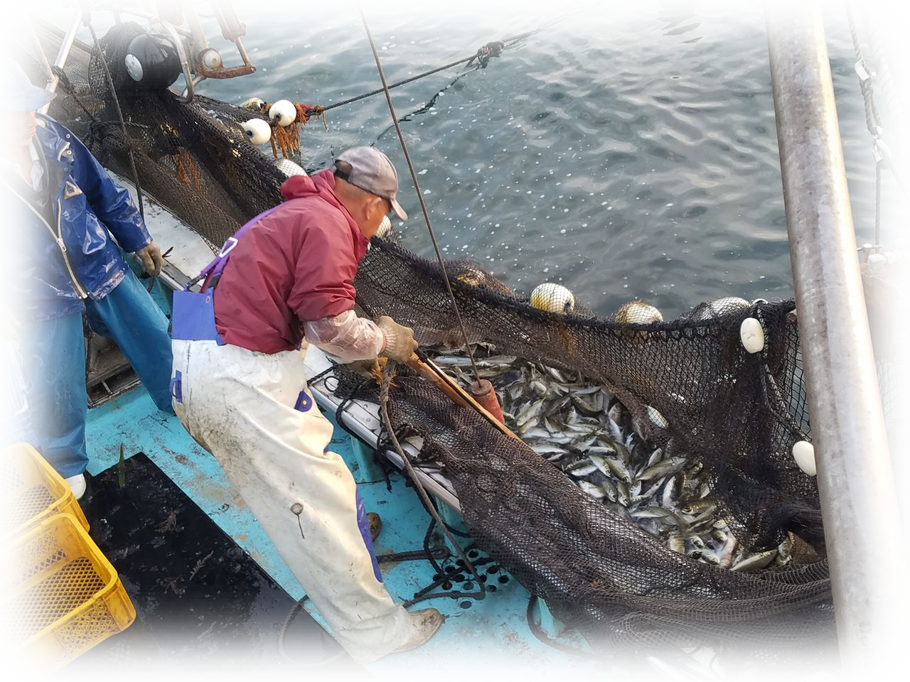 浦富定置網、今期初水揚げ！ – 旬魚たつみ