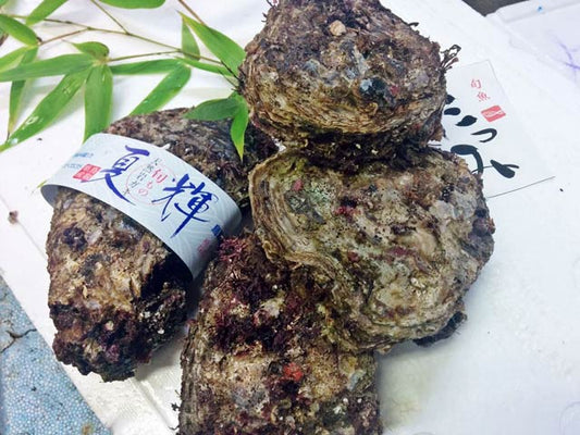 美味しいカキの見分け方