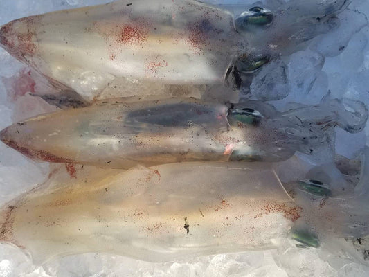夏の味覚、白イカって何イカ?