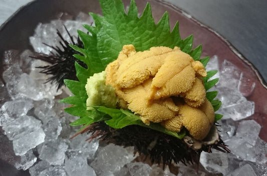 活生ウニ
