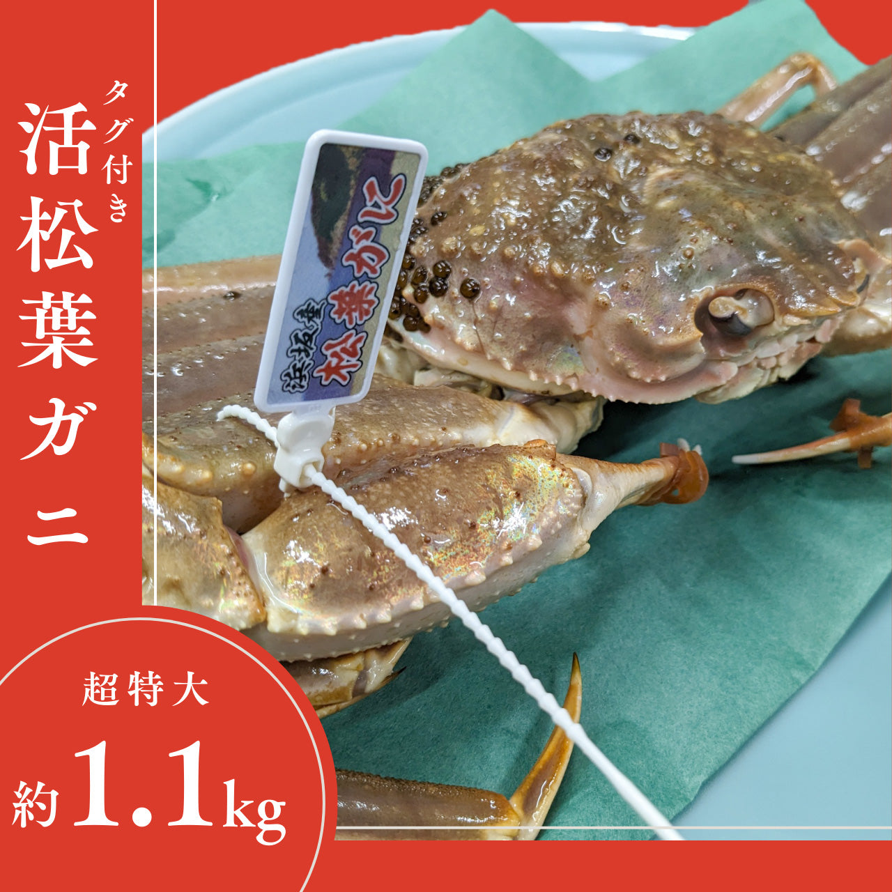 足揃い 活松葉ガニ 約1.1kg – 旬魚たつみ