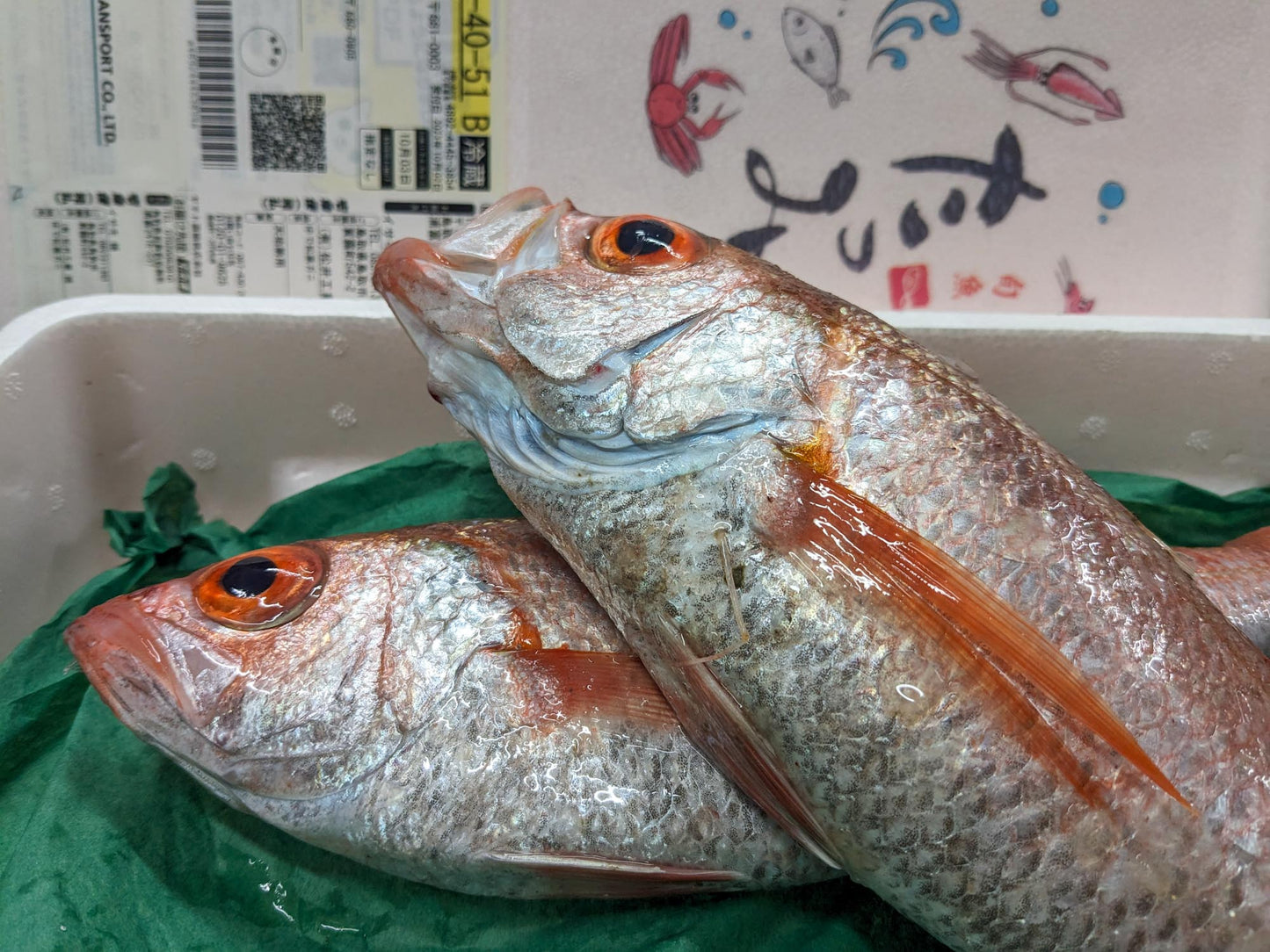 大のどぐろ 400g前後