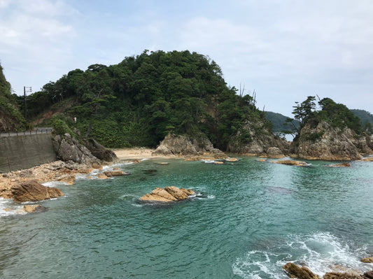 本日の入荷 11/12(土)