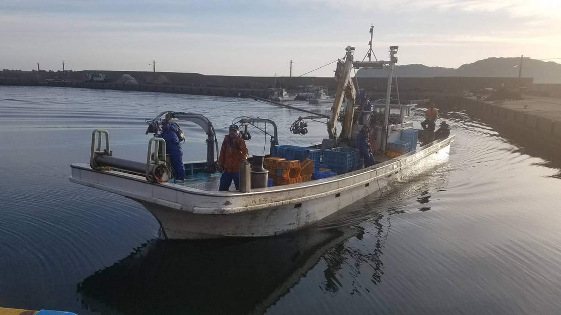 3/20 本日の入荷