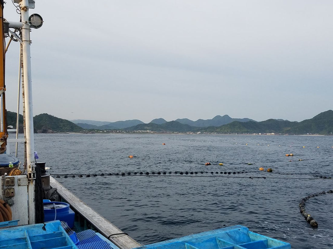 2/23　本日の入荷