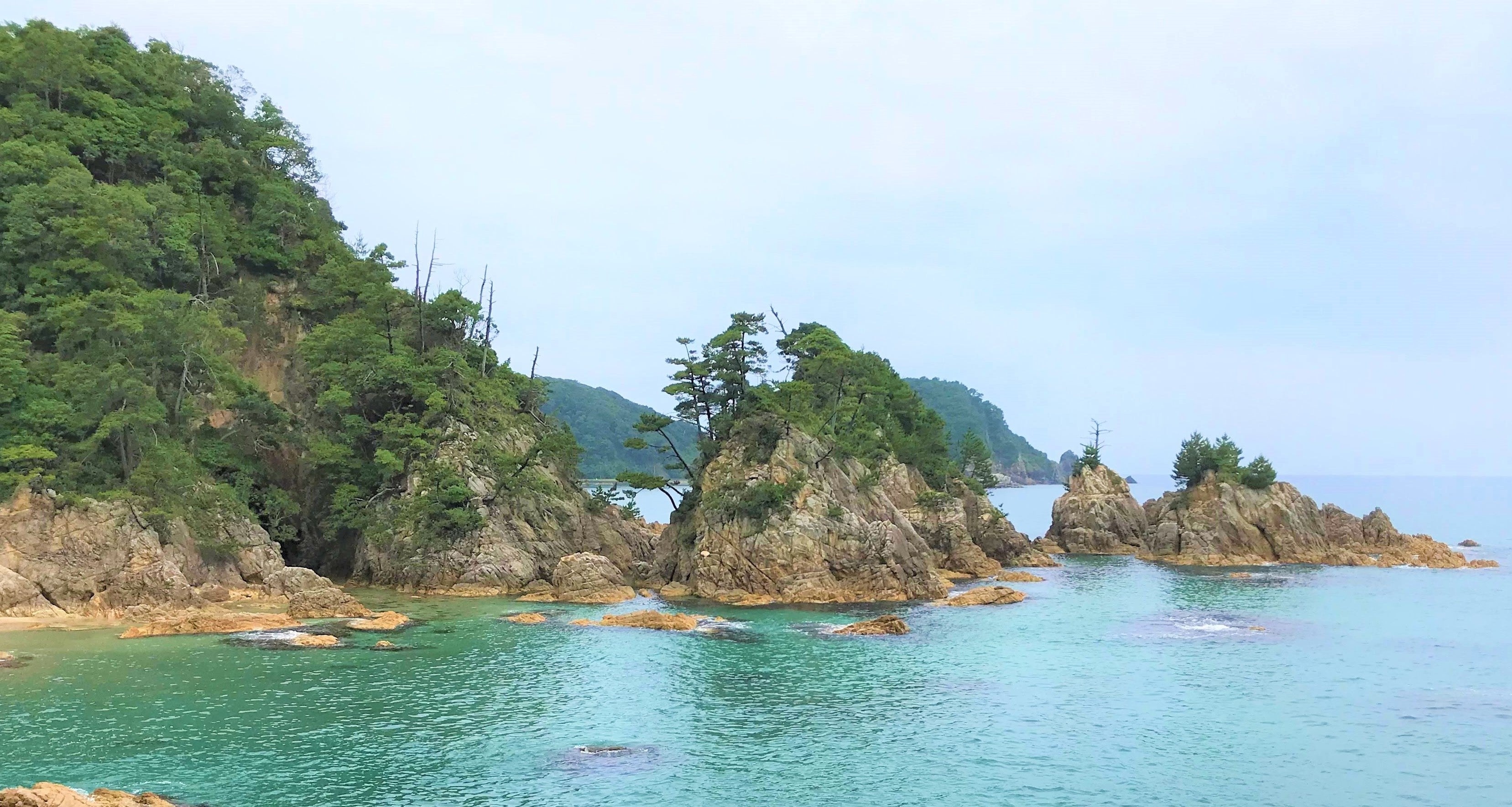 2/15 本日の入荷