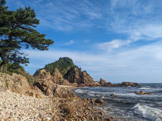 本日の入荷 8/13(日)