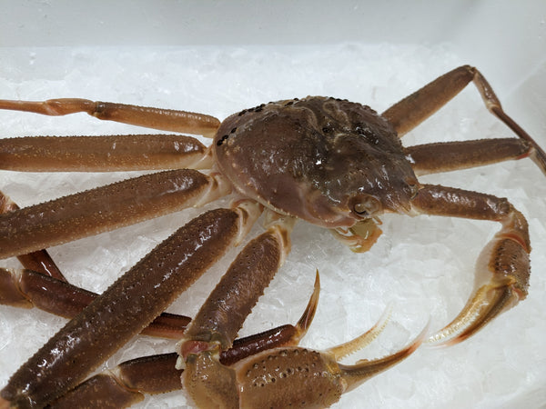 本日若松葉ガニ漁解禁となりました！