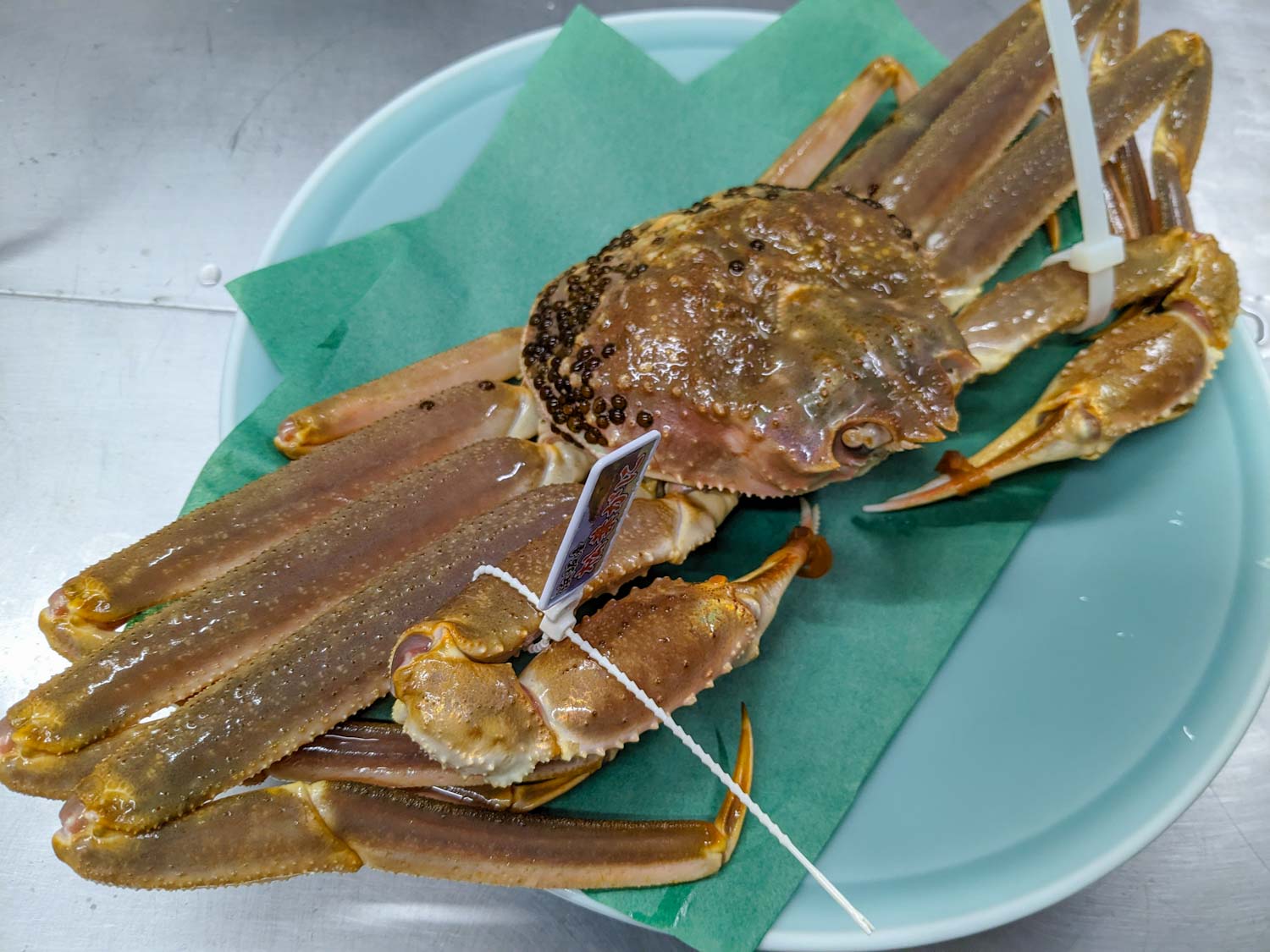 足揃い 活松葉ガニ 約1.1kg – 旬魚たつみ